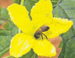 Nagaland varsity researchers identify stingless bee species