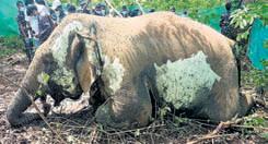 Female elephant dies of suspected cardiac arrest