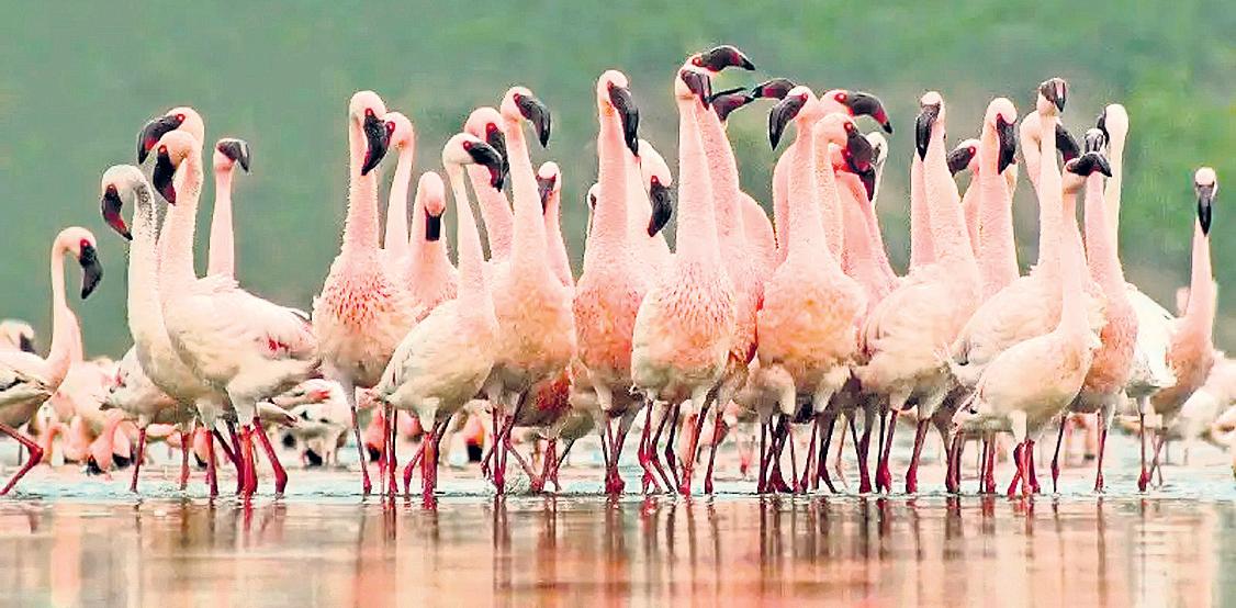 Sewage ruins lesser flamingo breeding site in Botswana