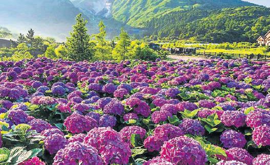 Valley of Flowers in Chamoli opens for tourists