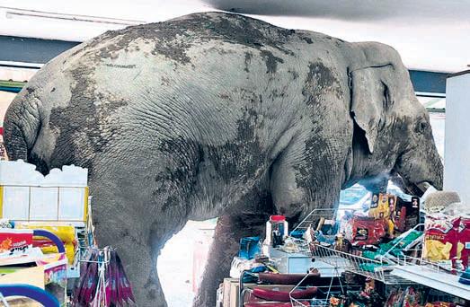 Hungry wild elephant raids Thailand grocery store for snacks