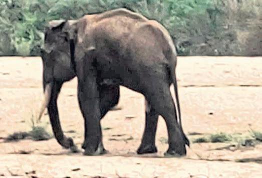 Tusker critical in attack by suspected poachers