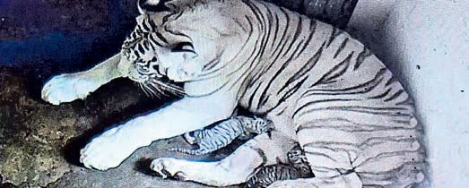 White tigress gives birth to 2 cubs