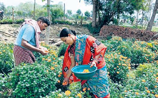 Marigold farming blooms as path to self-reliance