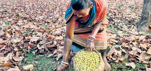 Tribals resort to distress sale of MFP as admin sits pretty