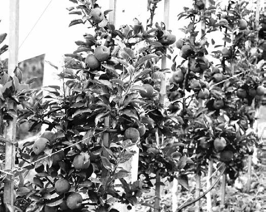 Couple grows apples in Bilaspur plains