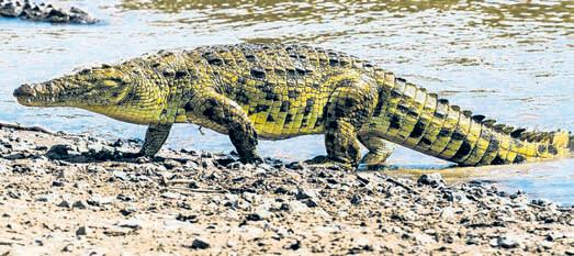 Odisha to observe 50 years of crocodile conservation