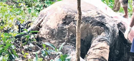 Decaying carcass of female elephant found in Kuldiha
