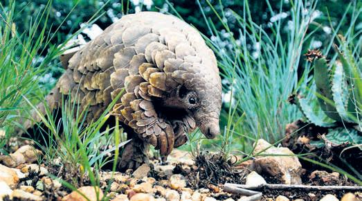 World’s most trafficked mammal pangolin is endangered in US