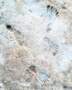 New research strengthens case for age of ancient New Mexico footprints