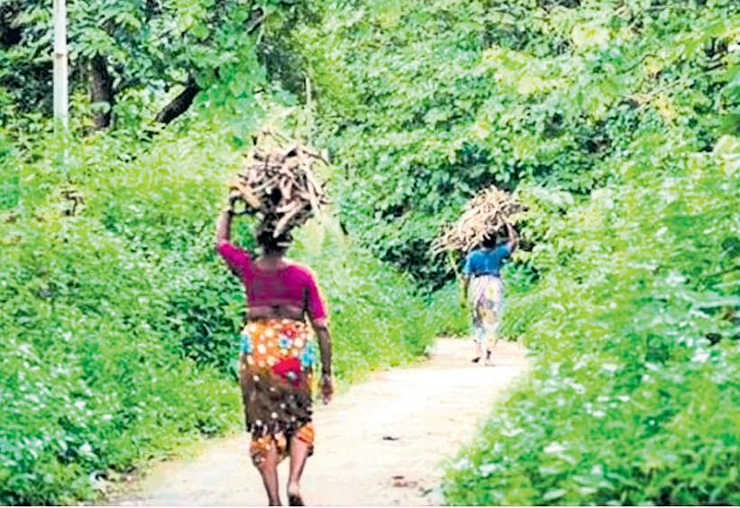 State's plans to ease forest, wildlife curbs for tourism boost 'dangerous'