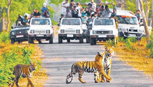 Gautala, Pench sanctuaries to remain shut