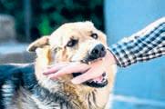 Health & Education depts to launch rabies awareness in govt schools of Kerala