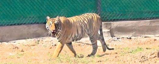 Tigress Zeenat expects cubs by early Sept