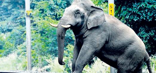 Kerala turns to tribal wisdom for solving human-animal conflict