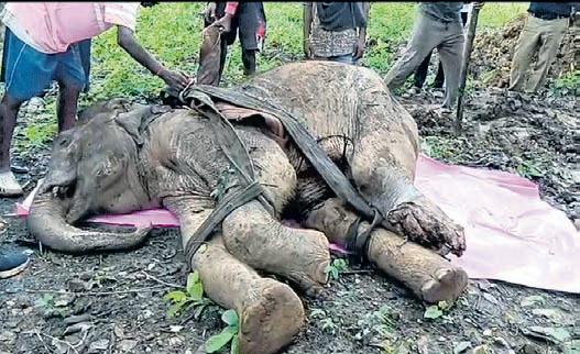 Injured in suspected IED blast, elephant calf dies