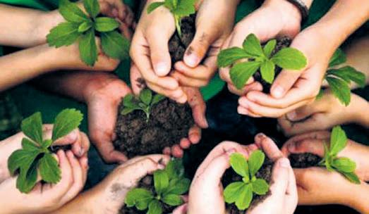 UP to plant 12.5cr saplings under the MGNREGA scheme