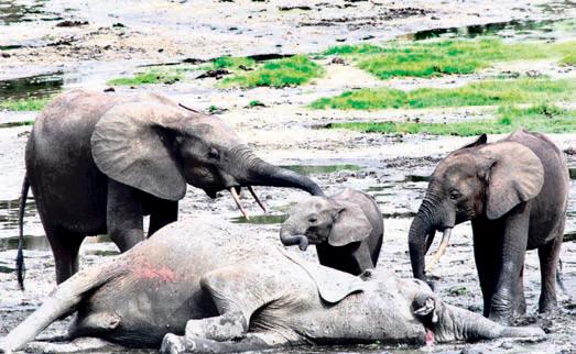 1,209 elephants died in Assam during 2000-2023