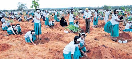 Tree plantation targets raise concerns in schools