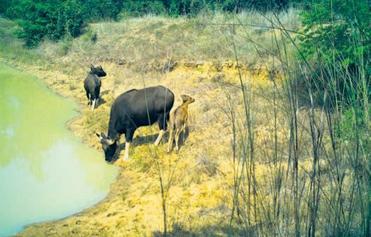 Gaur population on rise as Ghumusar forest turns safe haven
