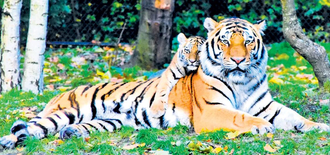 Jharkhand to take notes from Bihar for its first tiger safari