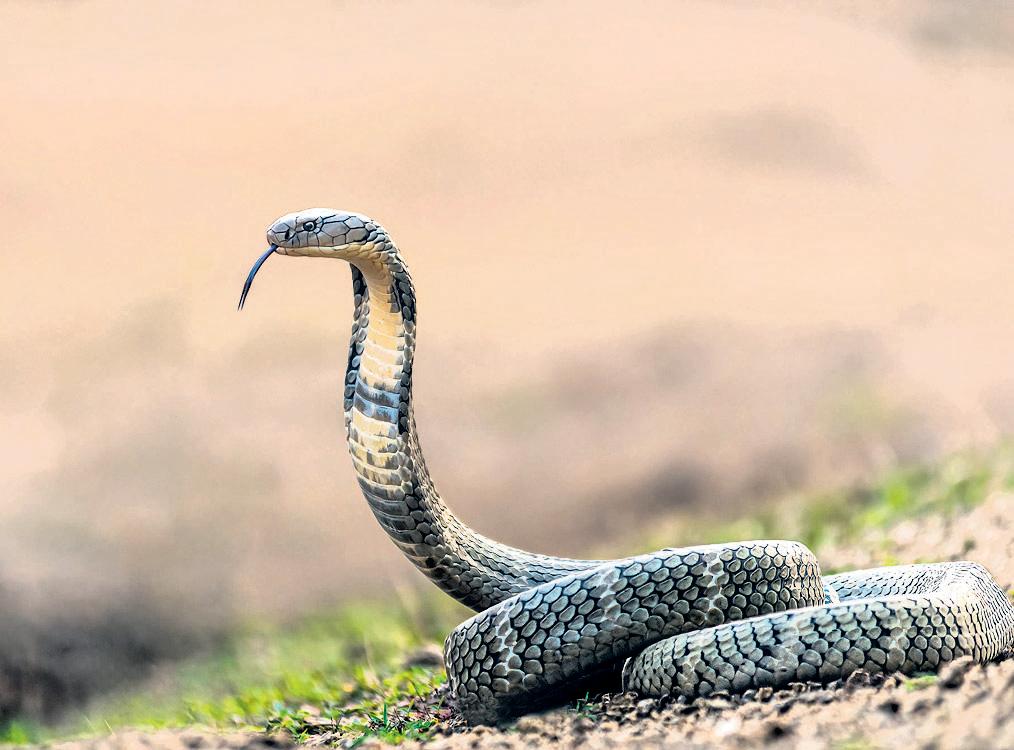 Snakes are critical to environmental health