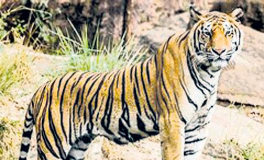 Forest teams deployed to capture tiger in Pilibhit