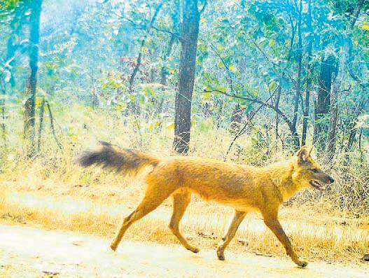 Survival hope for wild dogs at Debrigarh