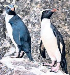 Southern hemisphere full of birds found nowhere else on Earth