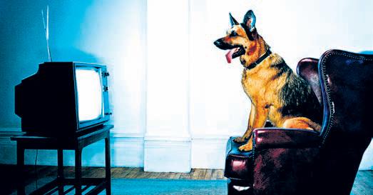 A dog's 'personality' guides its TV viewing habit: Study