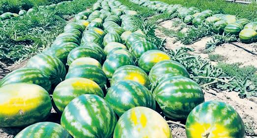 Farmers bet on watermelons in warming Meghalaya