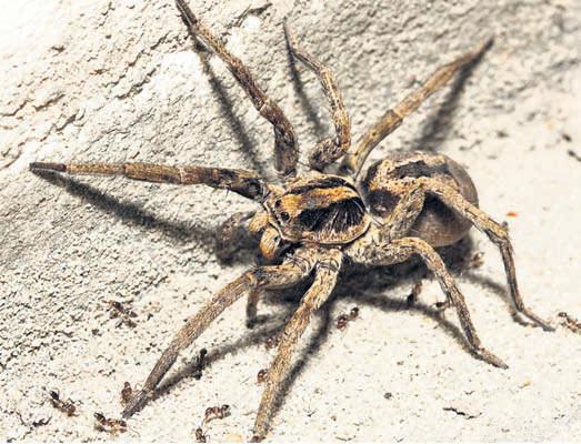 New wolf spider species found in Sunderbans