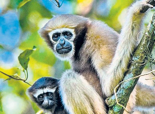 Tripura steps up efforts to save India’s only ape species