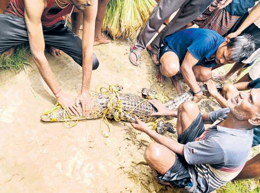 2 crocodiles rescued from village ponds