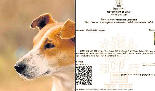 'Dog babu', son of ‘kutta babu', gets residence cert