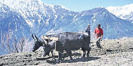 Pangi adopts chemical-free farming