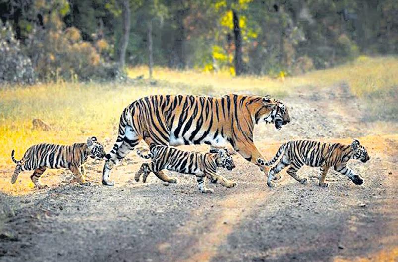 Kaziranga ranks third globally in tiger density