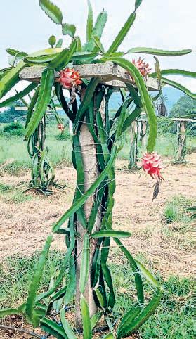 Dragon fruit farming brings economic independence for Rayagada WSHG