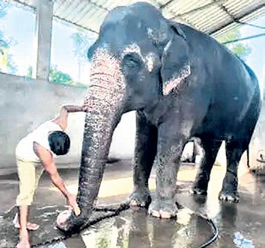 Emotional farewell as temple elephant relocated