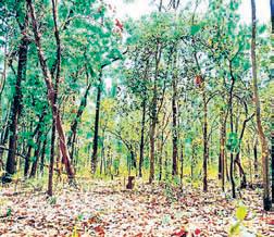 Odisha second highest in forest land diversions