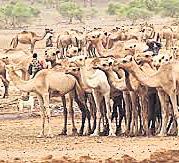 Somalia’s camel milk revolution improving nutrition