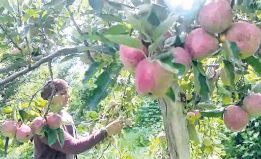 Organic farming gains traction in Himachal
