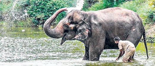 Vantara offers to set up facility for elephant Madhuri in Kolhapur village