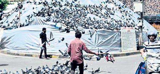 Govt moves to end Kabutarkhana row