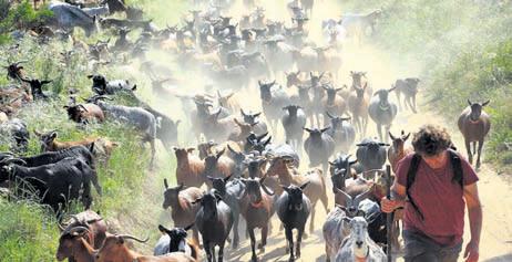 Hungry goats help fight fires in Spain
