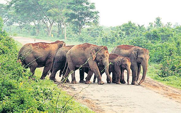 Pachyderm landscape decimation behind human-elephant conflict