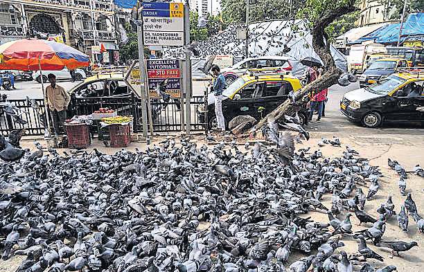 SC upholds HC order preventing feeding of pigeons