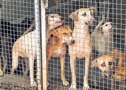 Mixed reactions over SC order on stray dogs