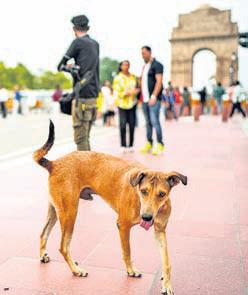 Put stray dogs in shelters: SC