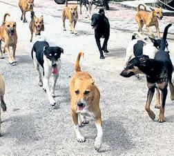 Odisha reacts strongly to SC order on stray dogs